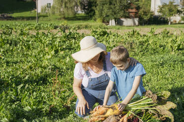 Mutter mit Sohn erntet Karotten im Gemüsegarten an einem sonnigen Tag - OSF02216