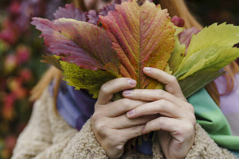 Hands of woman holding autumn leaves at park - VBUF00444