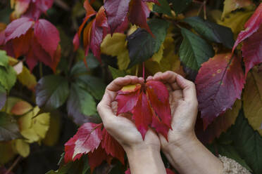 Cupped hands of woman with leaves at park - VBUF00446