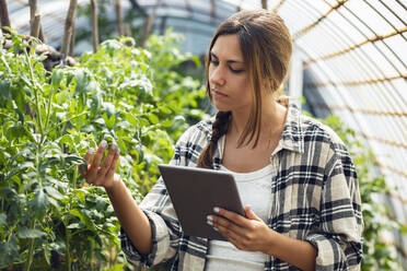 Junglandwirt mit Tablet-PC bei der Prüfung von Pflanzen im Gewächshaus - JSRF02685