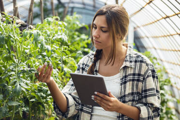 Young farmer with tablet PC examining plant in greenhouse - JSRF02685