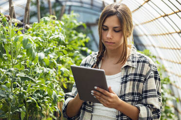 Junger Landwirt mit Tablet-PC bei einer Pflanze im Gewächshaus - JSRF02686