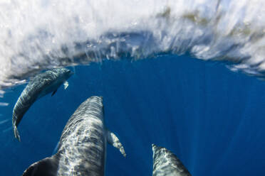 Eine Gruppe Indopazifischer Großer Tümmler (Tursiops aduncus), vor der Insel Bangka, vor der nordöstlichen Spitze von Sulawesi, Indonesien, Südostasien, Asien - RHPLF28085