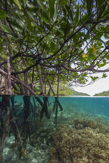 Luftaufnahme der Mangroven nahe der Insel Bangka, Sulawesi, Indonesien, die die Schönheit der Naturwunder Südostasiens zeigt - RHPLF28088