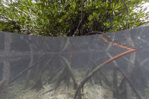 Luftaufnahme der flachen Mangroven, die die Insel Bangka an der nordöstlichen Spitze von Sulawesi, Indonesien, umgeben - RHPLF28089