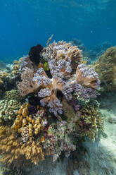 Lebendige Korallen gedeihen in den unberührten Gewässern der flachen Riffe der Insel Bangka an der nordöstlichen Spitze von Sulawesi, Südostasien - RHPLF28090