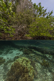 Luftaufnahme der flachen Mangroven, die die Insel Bangka an der nordöstlichen Spitze von Sulawesi, Indonesien, umgeben - RHPLF28091