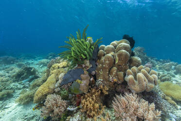 Lebendige Korallen gedeihen in den unberührten Gewässern der flachen Riffe der Insel Bangka an der nordöstlichen Spitze von Sulawesi, Südostasien - RHPLF28092