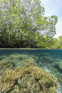 Luftaufnahme der flachen Mangroven rund um die Insel Bangka im nordöstlichen Teil von Sulawesi, Indonesien - RHPLF28094