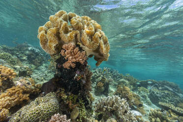 Lebendige Korallen gedeihen in den unberührten Gewässern der flachen Riffe der Insel Bangka an der nordöstlichen Spitze von Sulawesi, Südostasien - RHPLF28095