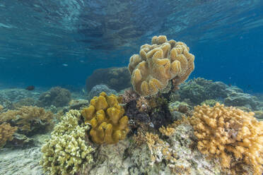 Lebendige Korallen gedeihen in den unberührten Gewässern der flachen Riffe der Insel Bangka an der nordöstlichen Spitze von Sulawesi, Südostasien - RHPLF28096
