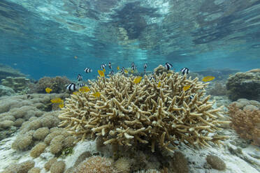 Lebendige Korallen gedeihen in den unberührten Gewässern der flachen Riffe der Insel Bangka an der nordöstlichen Spitze von Sulawesi, Südostasien - RHPLF28098