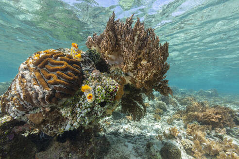 Lebendige Korallen gedeihen in den unberührten Gewässern der flachen Riffe der Insel Bangka an der nordöstlichen Spitze von Sulawesi, Südostasien - RHPLF28099