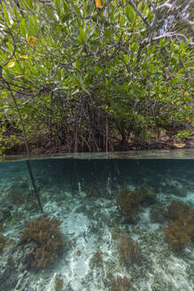 Luftaufnahme der flachen Mangroven rund um die Insel Bangka im nordöstlichen Teil von Sulawesi, Indonesien - RHPLF28102