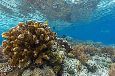 Vibrant corals thrive in the pristine waters of Bangka Island's shallow reefs, located in Sulawesi's northeastern tip, Southeast Asia - RHPLF28103