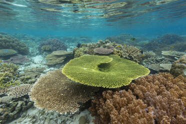 Lebendige Korallen gedeihen in den unberührten Gewässern der flachen Riffe der Insel Bangka an der nordöstlichen Spitze von Sulawesi, Südostasien - RHPLF28105