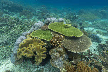 Lebendige Korallen gedeihen in den unberührten Gewässern der flachen Riffe der Insel Bangka an der nordöstlichen Spitze von Sulawesi, Südostasien - RHPLF28106