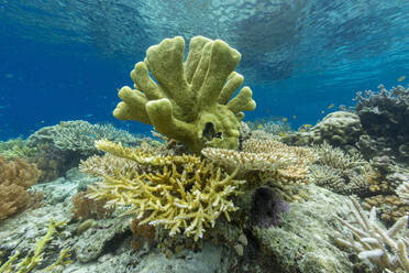 Lebendige Korallen gedeihen in den unberührten Gewässern der flachen Riffe der Insel Bangka an der nordöstlichen Spitze von Sulawesi, Südostasien - RHPLF28107