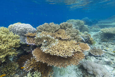Lebendige Korallen gedeihen in den unberührten Gewässern der flachen Riffe der Insel Bangka an der nordöstlichen Spitze von Sulawesi in Südostasien - RHPLF28108
