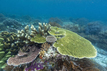 Lebendige Korallen gedeihen in den unberührten Gewässern der flachen Riffe der Insel Bangka an der nordöstlichen Spitze von Sulawesi, Südostasien - RHPLF28117