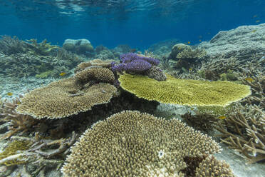 Lebendige Korallen gedeihen in den flachen Riffen der Insel Bangka, umgeben von kristallklarem Wasser in Südostasien - RHPLF28118