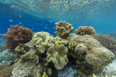 Lebendige Korallen gedeihen in den unberührten Gewässern der flachen Riffe der Insel Bangka an der nordöstlichen Spitze von Sulawesi, Südostasien - RHPLF28122