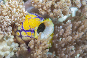 Eine leuchtend goldene Seescheide (Polycarpa aurata) gedeiht am Korallenriff vor der Insel Bangka in Sulawesi, Indonesien - RHPLF28123