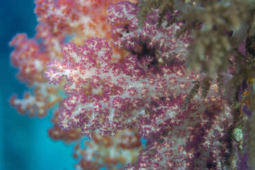 Bunte Scleronephthya-Weichkorallen gedeihen in den flachen Riffen des Sauwaderek Village Reef, Raja Ampat, Indonesien - RHPLF28126