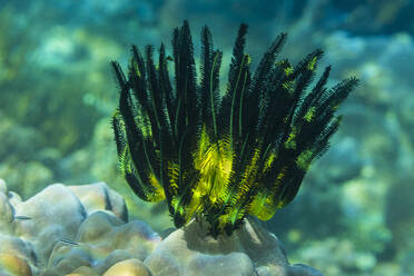 A vibrant Bennett's feather star thrives in the shallow reefs of Bangka Island, Indonesia, Southeast Asia - RHPLF28130