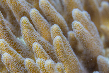Detailaufnahme von Korallenpolypen im Hausriff der Insel Kawe, Raja Ampat, Südostasien - RHPLF28132