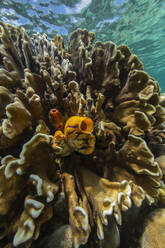 Eine atemberaubende goldene Seescheide (Polycarpa aurata), gefunden am Riff der Insel Bangka in Sulawesi, Indonesien - RHPLF28135