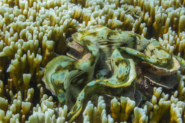 Riesige Tridacna-Muscheln, die in den flachen Riffen vor Port Airboret, Raja Ampat, Indonesien, zu finden sind, sind eine Augenweide - RHPLF28136