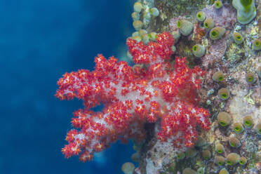Bunte Scleronephthya-Weichkorallen gedeihen in den flachen Riffen des Sauwaderek Village Reef, Raja Ampat, Indonesien - RHPLF28142