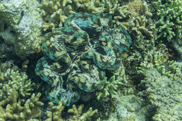 Riesige Tridacna-Muscheln gedeihen in den flachen Riffen von Raja Ampat, Indonesien, in Südostasien - RHPLF28153