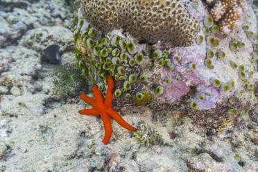 Ein ausgewachsener Luzon-Seestern (Echinaster luzonicus) ruht in den flachen Riffen der Insel Bangka in Südostasien - RHPLF28156