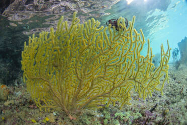 Ein wunderschöner Acanthogorgia-Seefächer an der Freewin Wall, nahe der Insel Waigeo in Raja Ampat, Indonesien - RHPLF28160