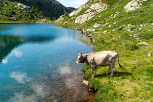 A serene cow grazes near the crystal-clear Tschawinersee lake, surrounded by the stunning Swiss Alps in Valais - RHPLF28204