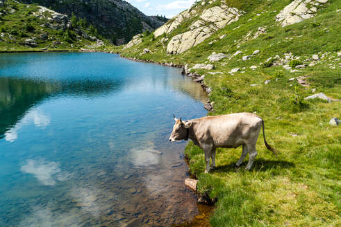 Eine ruhige Kuh grast in der Nähe des kristallklaren Tschawinersees, umgeben von den atemberaubenden Schweizer Alpen im Wallis - RHPLF28204
