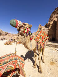 Camel on the Street of Facades, Petra Archaeological Park, UNESCO World Heritage Site, one of the New Seven Wonders of the World, Petra, Jordan, Middle East - RHPLF28375