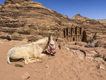 Donkey resting above the Petra Monastery (Al Dayr), Petra Archaeological Park, UNESCO World Heritage Site, one of the New Seven Wonders of the World, Petra, Jordan, Middle East - RHPLF28405