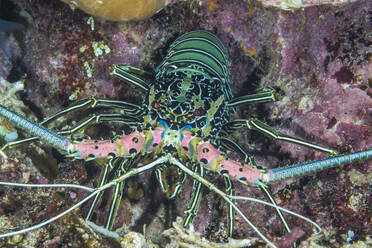 An adult painted spiny lobster (Panuluris versicolor), hunting off Bangka Island, off the northeastern tip of Sulawesi, Indonesia, Southeast Asia, Asia - RHPLF28423