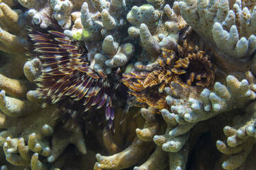 Radioles extending from the branchial stalk of a Spirographis feather duster worm, in the shallow reefs off Bangka Island, Indonesia, Southeast Asia, Asia - RHPLF28426