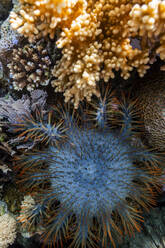 An adult Crown-of-Thorns starfish (Acanthaster planci), in the shallow reefs off Bangka Island, Indonesia, Southeast Asia, Asia - RHPLF28431