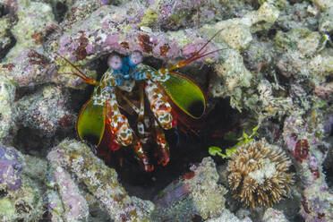 An adult peacock mantis (Odontodactylus scyllarus), in the Equator Islands, Raja Ampat, Indonesia, Southeast Asia, Asia - RHPLF28433