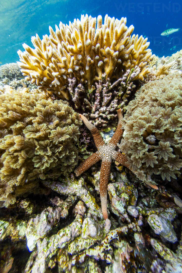 Royalty-Free photo: Brown star fish under water