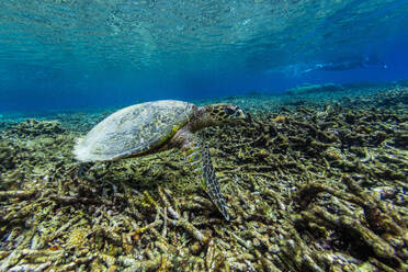 An adult hawksbill turtle (Eretmochelys imbricata), with photographer on Sauwaderek Village Reef, Raja Ampat, Indonesia, Southeast Asia, Asia - RHPLF28441