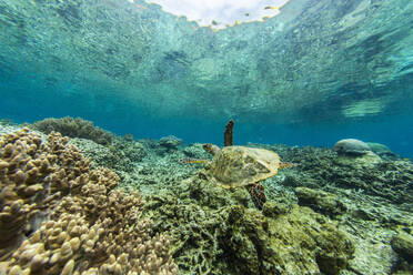 An adult hawksbill turtle (Eretmochelys imbricata), on Sauwaderek Village Reef, Raja Ampat, Indonesia, Southeast Asia, Asia - RHPLF28442