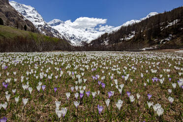 Colorful crocus in bloom flowering in meadows in spring, Fedoz valley, Bregaglia, Engadine, Canton of Graubunden, Switzerland, Europe - RHPLF28491