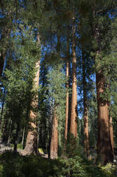 Mariposa Grove, Yosemite National Park, UNESCO World Heritage Site, California, United States of America, North America - RHPLF28587