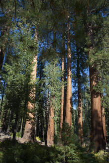 Mariposa Grove, Yosemite National Park, UNESCO World Heritage Site, California, United States of America, North America - RHPLF28587